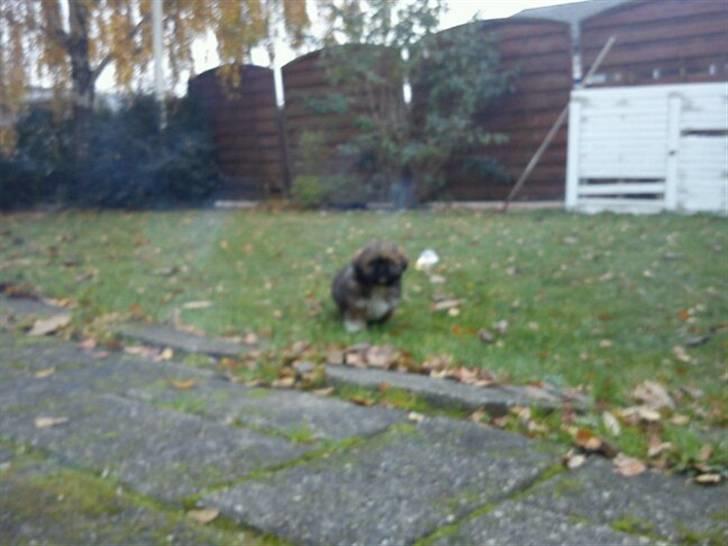 Shih tzu Carlo - 10 uger gammel <3  billede 7