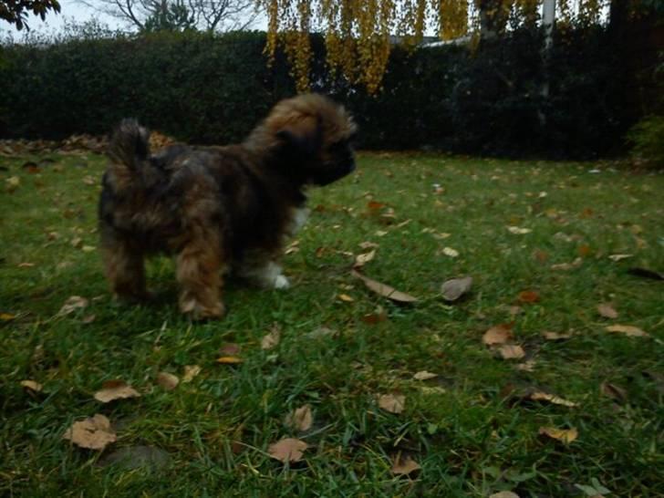 Shih tzu Carlo - 10 uger gammel <3  billede 8