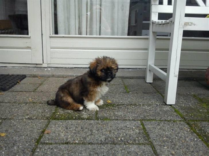 Shih tzu Carlo - 10 uger gammel. billede 9