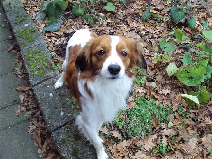 Kooikerhondje Ricko billede 7