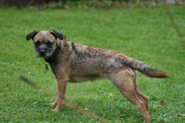 Border terrier Thilde - foto:hje amatørfotograf billede 15