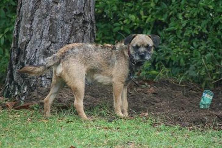 Border terrier Thilde billede 16