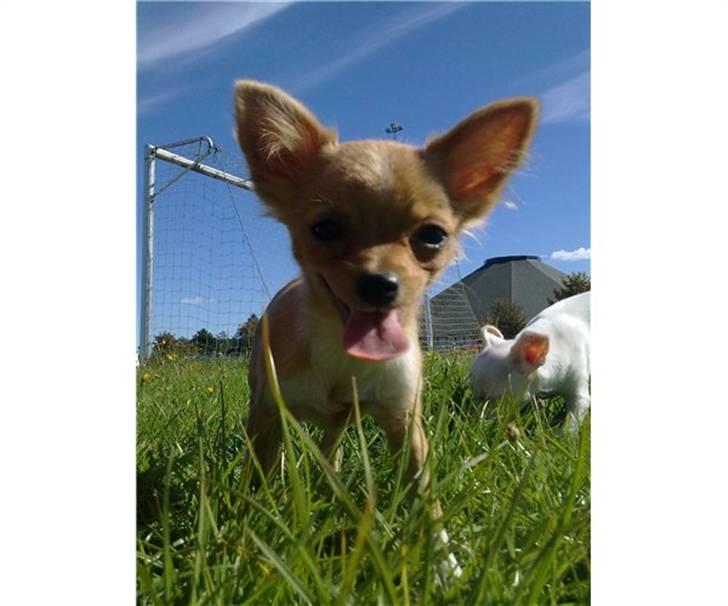 Chihuahua Bella Matea billede 1