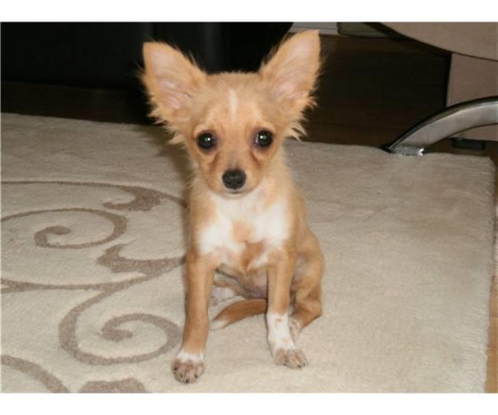 Chihuahua Bella Matea billede 2