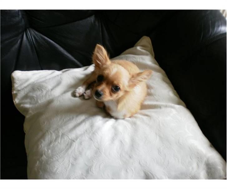 Chihuahua Bella Matea billede 3