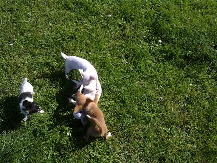 Chihuahua Bella Matea billede 4