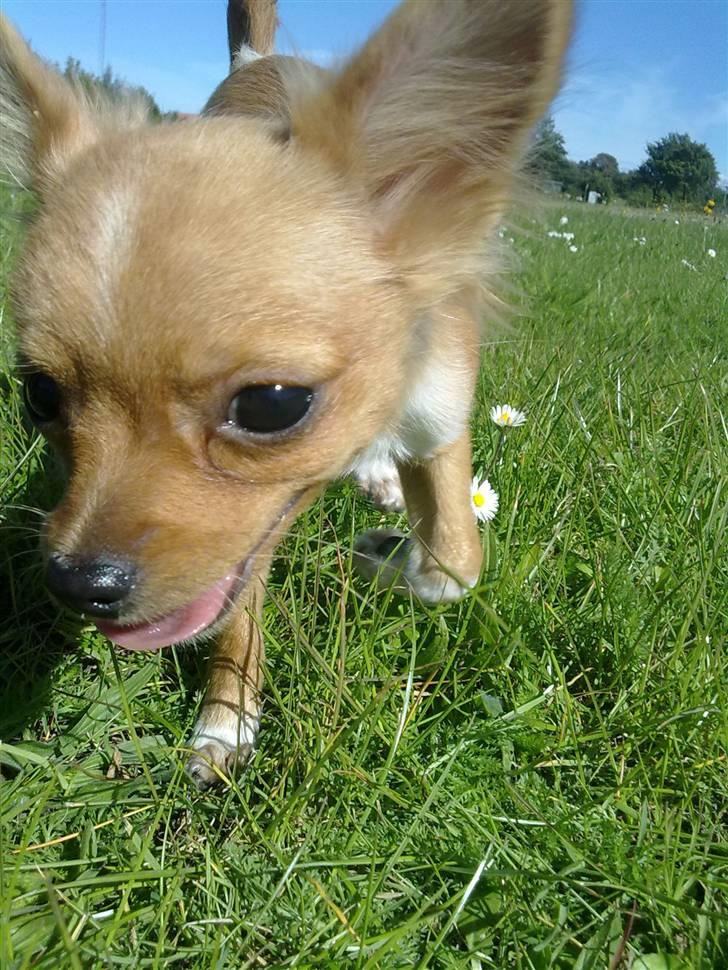 Chihuahua Bella Matea billede 5