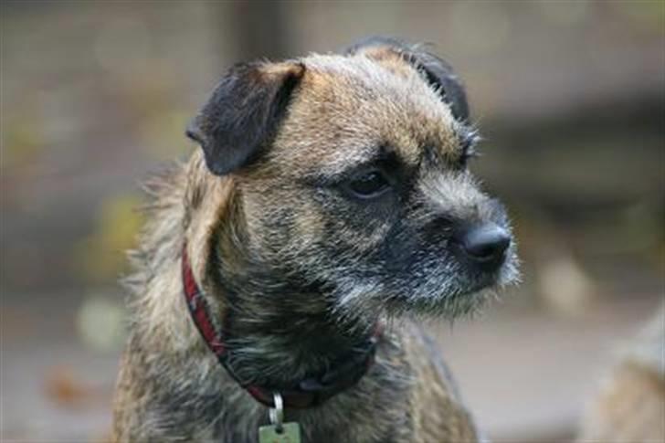 Border terrier Thilde billede 17