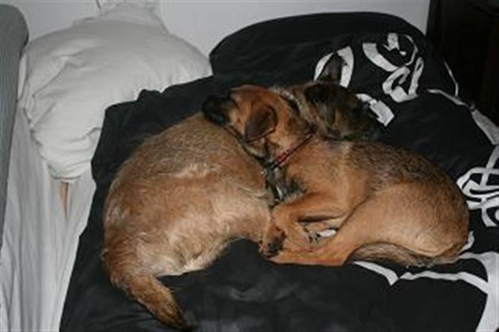 Border terrier Thilde billede 18
