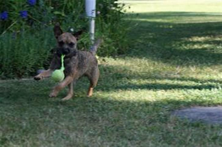 Border terrier Thilde billede 19