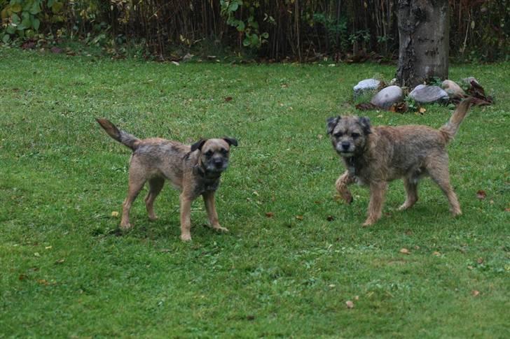 Border terrier Thilde billede 20