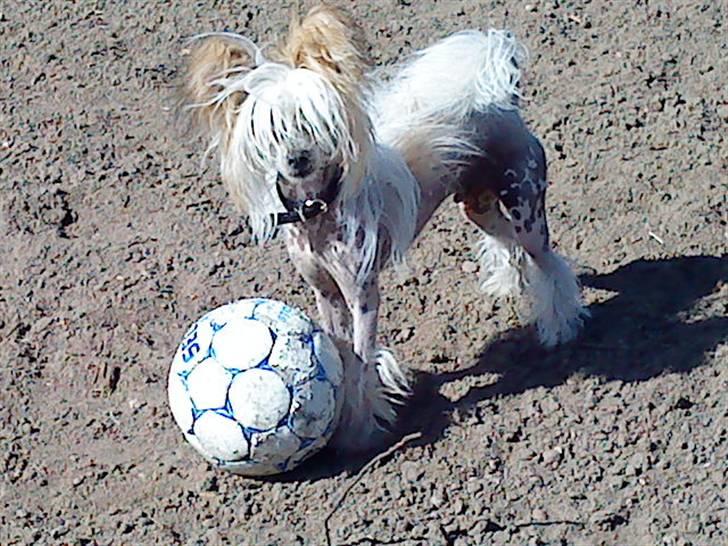 Chinese crested hårløs Malthe - Malthe der spiller fodbold. :D billede 11