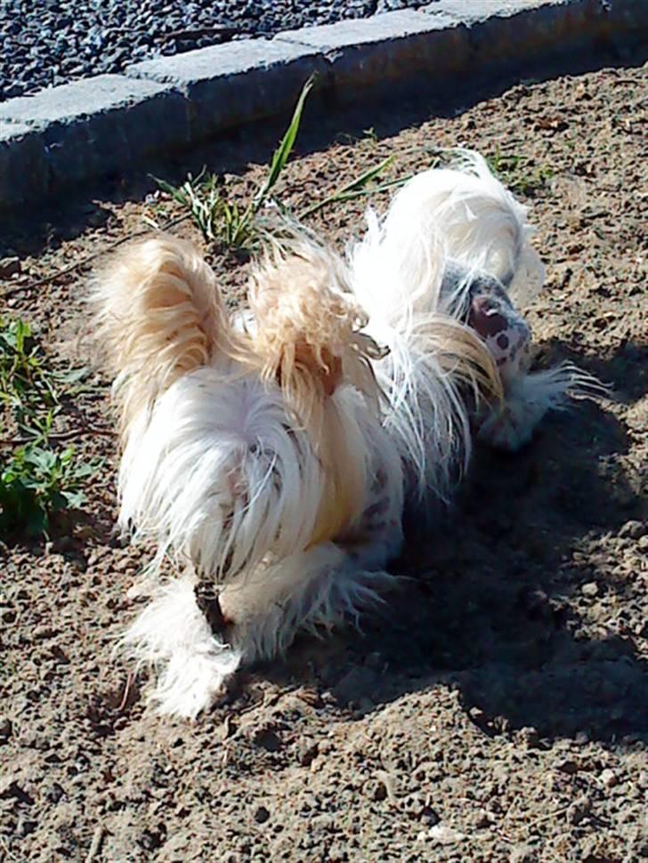 Chinese crested hårløs Malthe - se min flotte lille dreng. :) billede 12