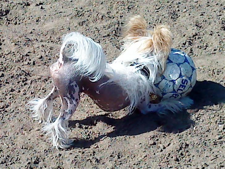 Chinese crested hårløs Malthe - se min mås, :D hehe, spiller lige fodbold.  billede 13