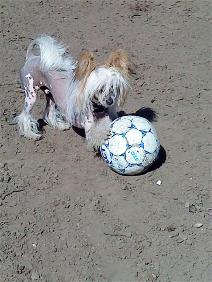 Chinese crested hårløs Malthe - jeg er så dygtig til at spille fodbold.  billede 14