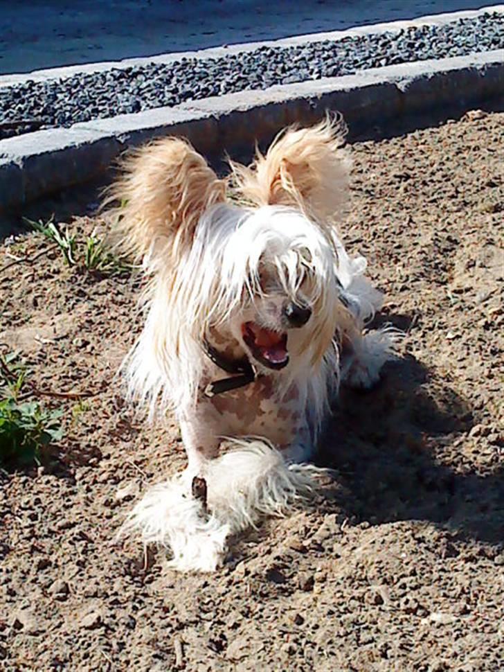 Chinese crested hårløs Malthe - Nu er jeg ved at blive lidt træt efter at jeg har spillet fodbold i en hel time. :D billede 15