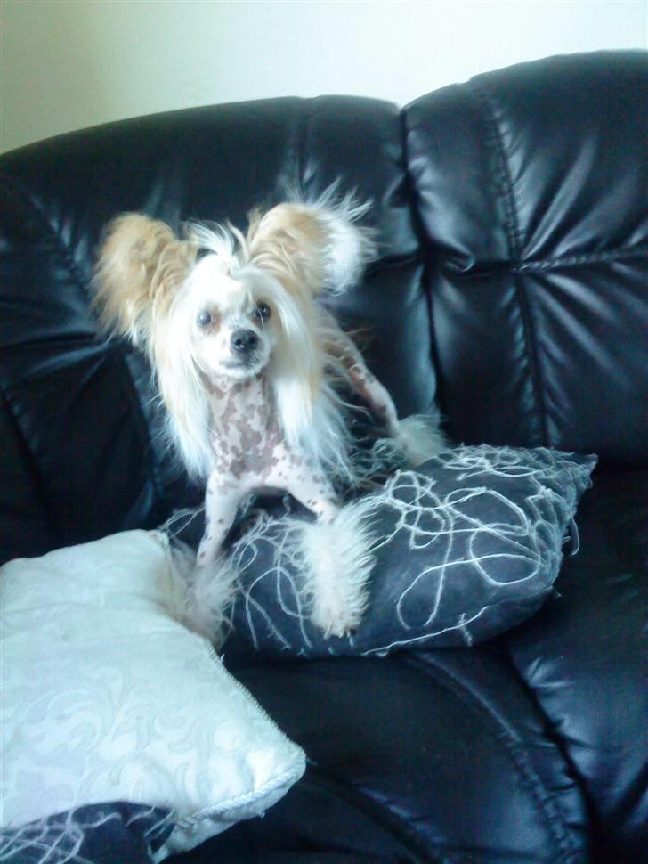 Chinese crested hårløs Malthe - er klar til at springe hvis nu bedste skulle komme efter mig. :D vi leger.  billede 17