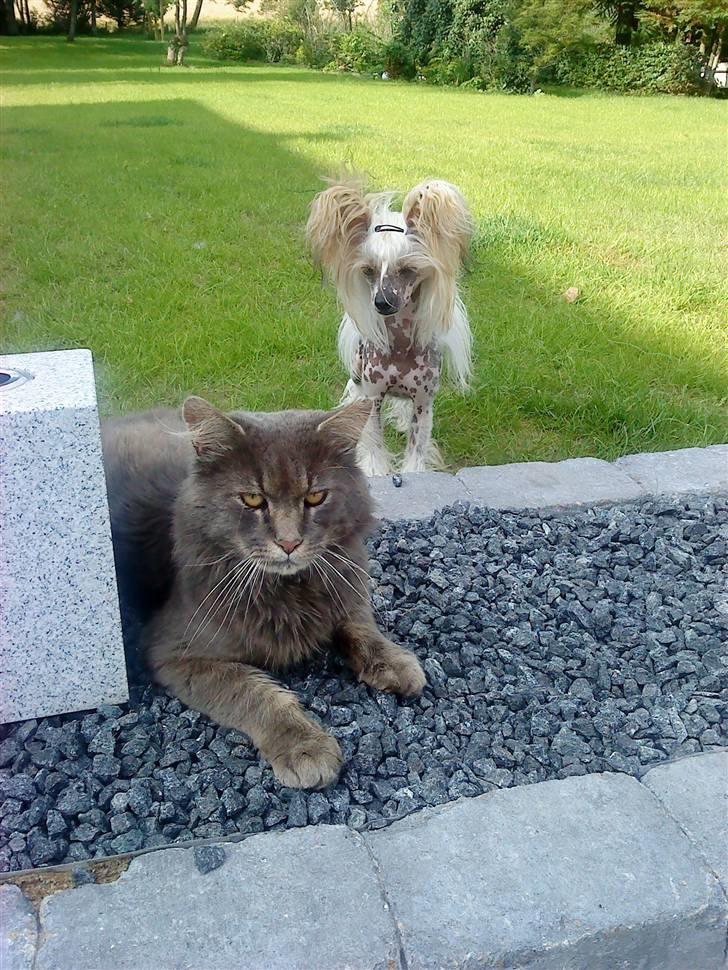 Chinese crested hårløs Malthe - Lille Malthe og Kæmpe gryffe. :D he,  fine fyre.  billede 18