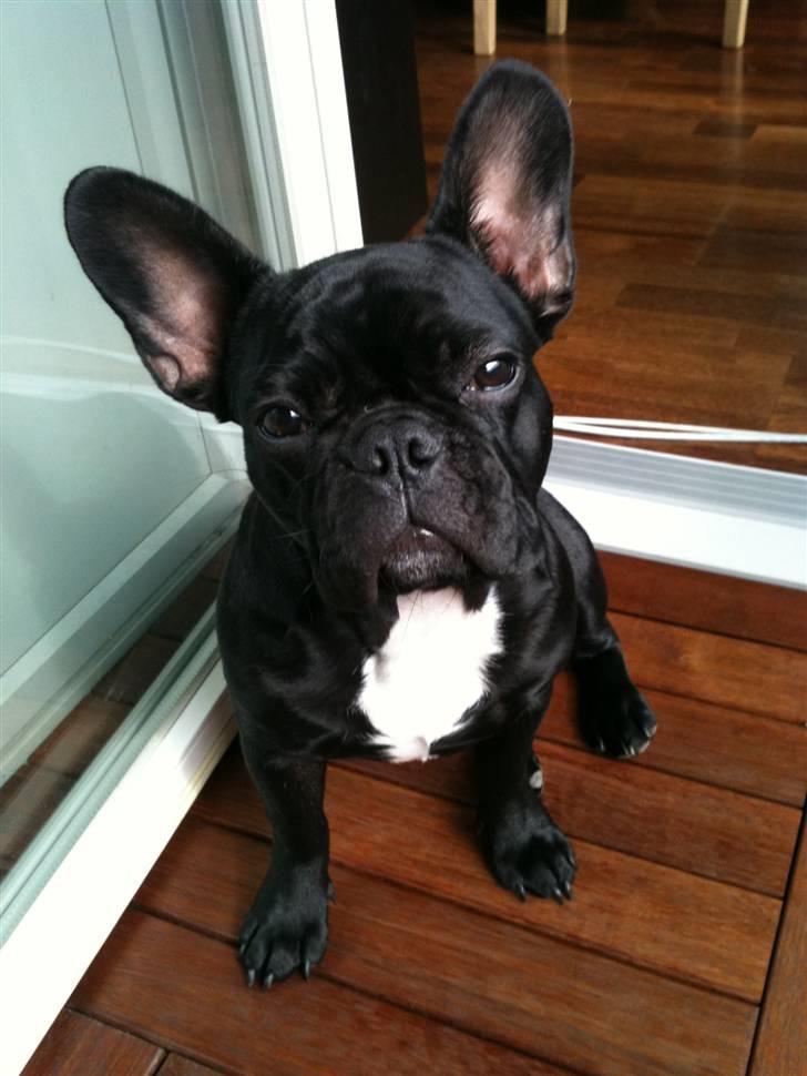 Fransk bulldog Bella billede 5