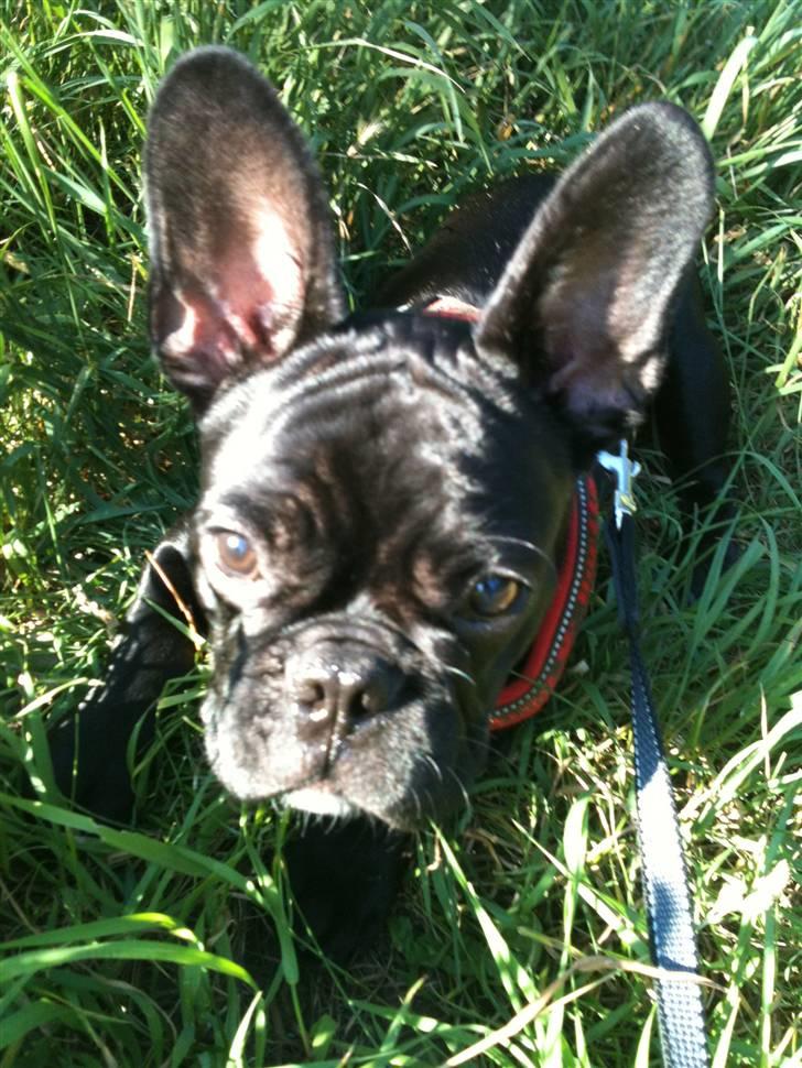 Fransk bulldog Bella billede 6