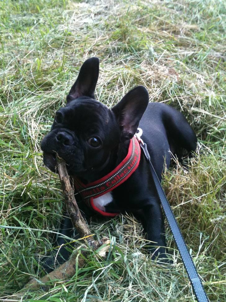 Fransk bulldog Bella billede 7