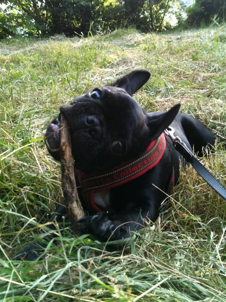 Fransk bulldog Bella billede 8