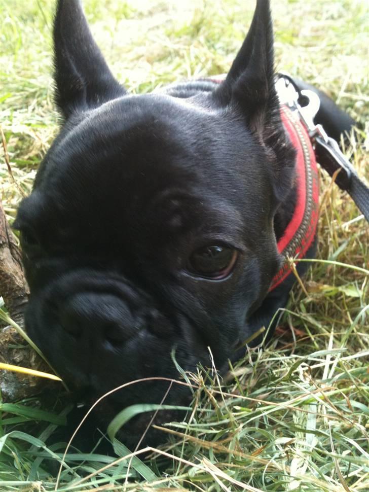 Fransk bulldog Bella billede 9