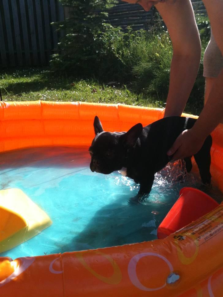 Fransk bulldog Bella billede 10