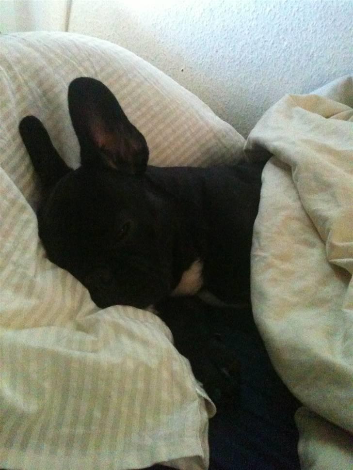 Fransk bulldog Bella billede 11