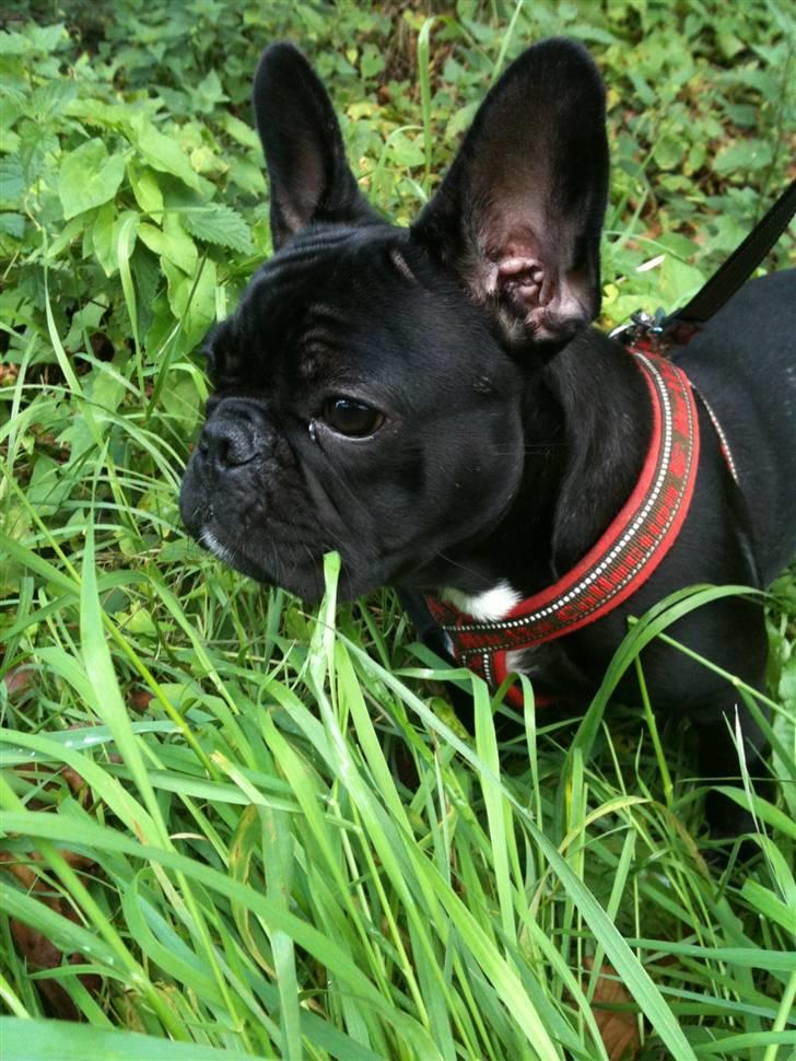 Fransk bulldog Bella billede 12