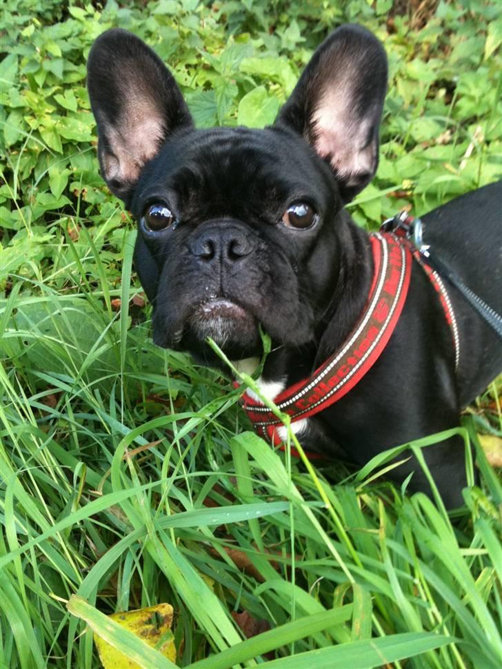 Fransk bulldog Bella billede 13