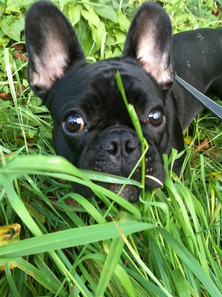 Fransk bulldog Bella billede 14