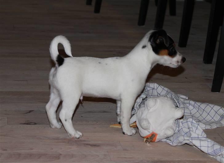 Jack russell terrier Monty - har lige tømt viskestykket for godbidder billede 7