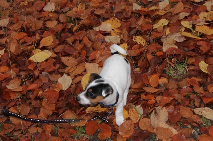 Jack russell terrier Monty - min første skovtur billede 8