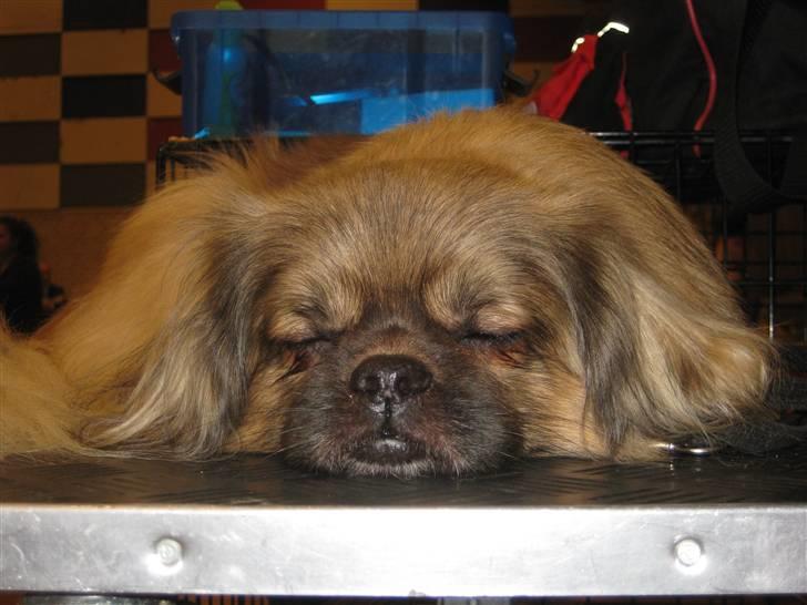 Tibetansk spaniel Desse (Sommerlyst) billede 17