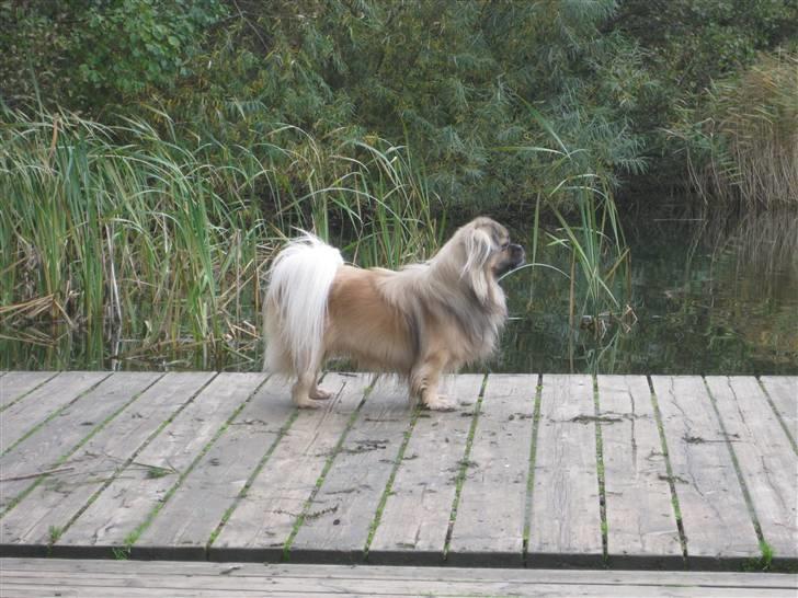 Tibetansk spaniel Desse (Sommerlyst) billede 18
