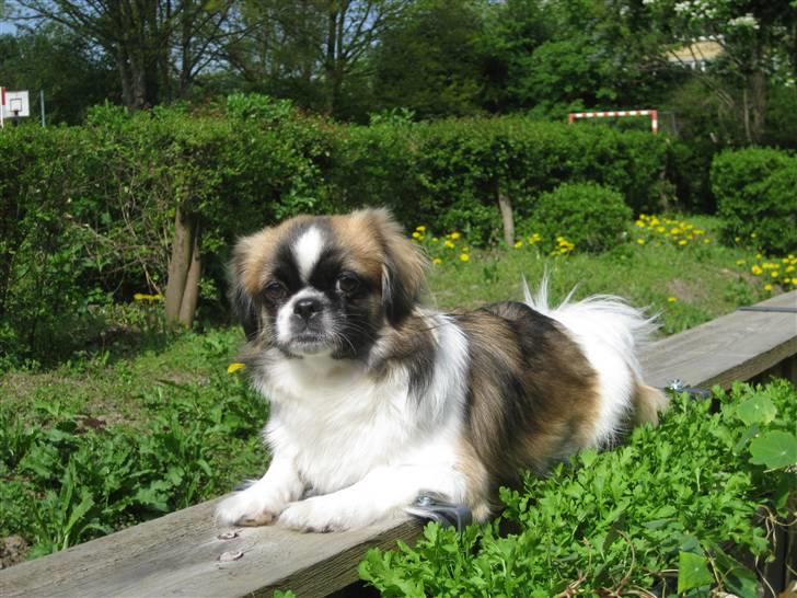 Tibetansk spaniel Frida (Shangri-La) billede 16