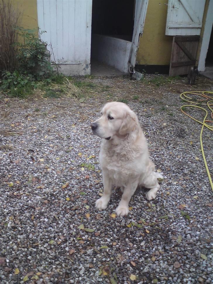 Golden retriever HUGO billede 14