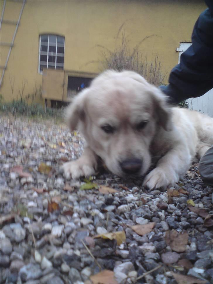 Golden retriever HUGO billede 15