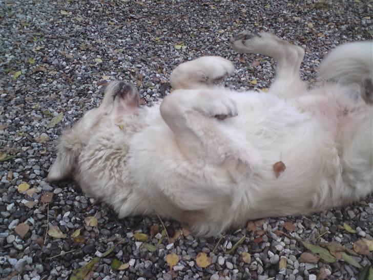 Golden retriever HUGO billede 16