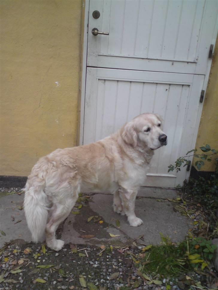 Golden retriever HUGO billede 17