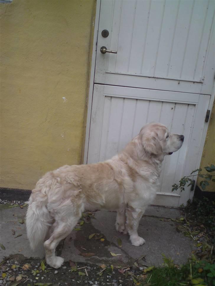 Golden retriever HUGO billede 18
