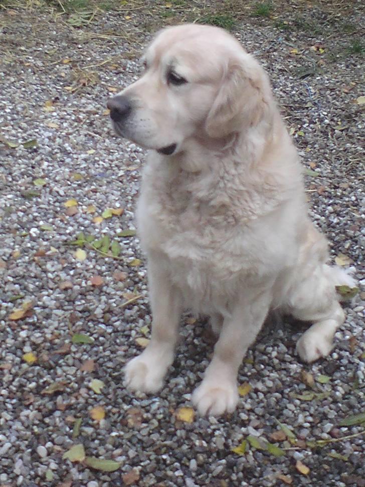 Golden retriever HUGO billede 19