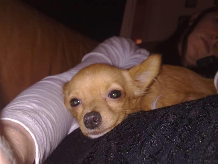 Chihuahua Bella Matea billede 6