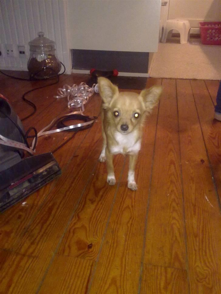 Chihuahua Bella Matea billede 7