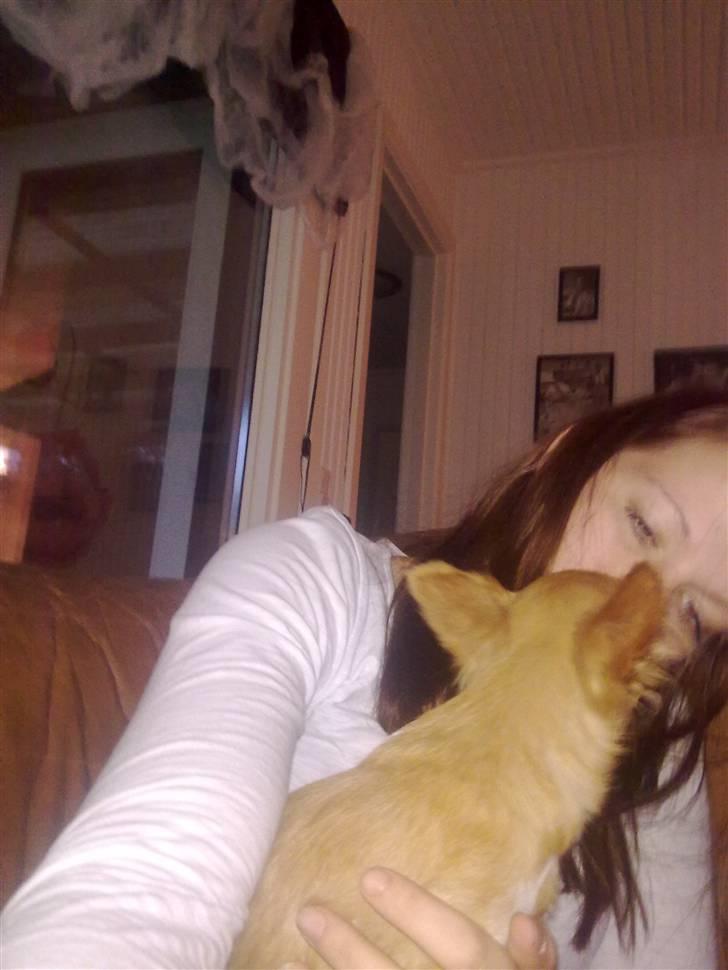 Chihuahua Bella Matea billede 8