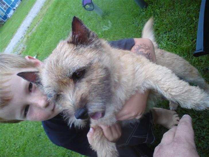 Cairn terrier boddy holly billede 1