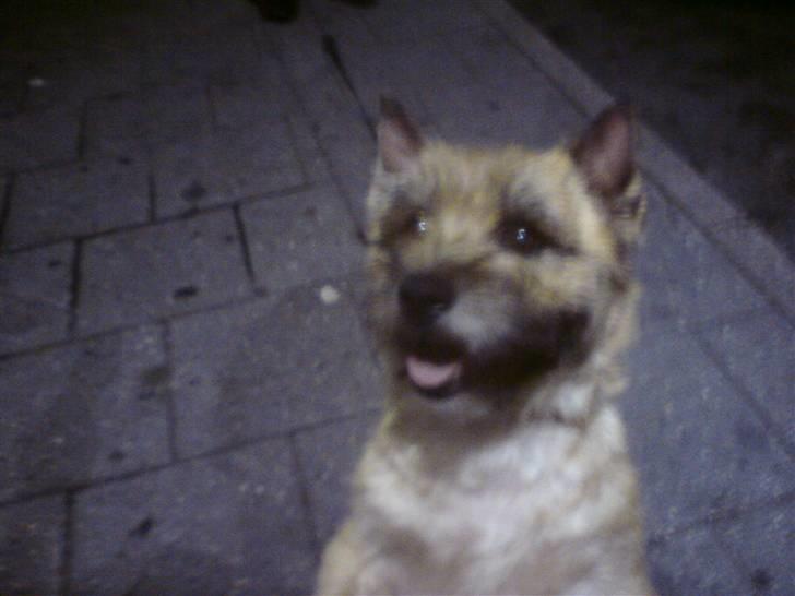 Cairn terrier boddy holly - Her har vi lige hentet ham på sjælland . billede 2