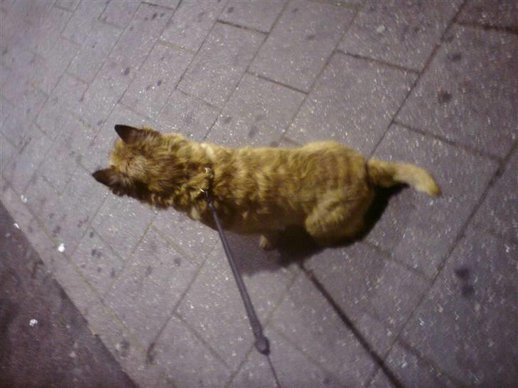 Cairn terrier boddy holly - spejder efter børnene  billede 3