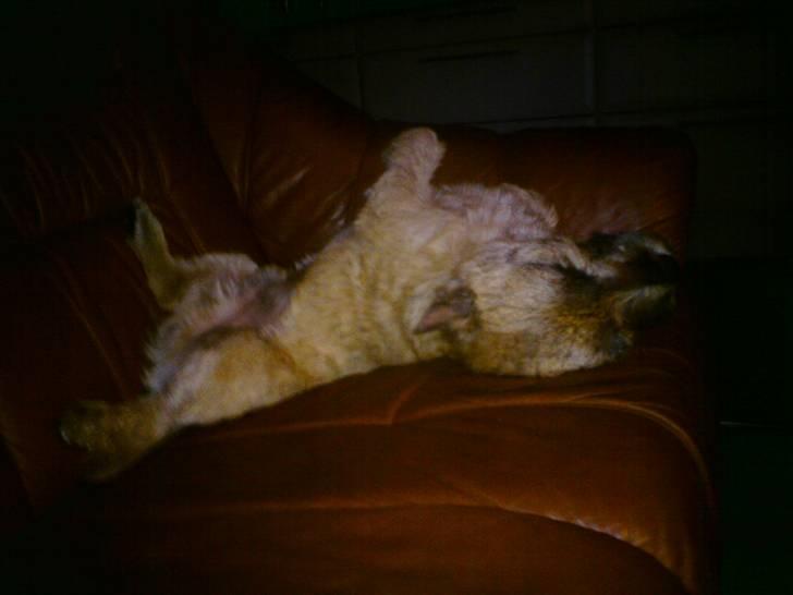 Cairn terrier boddy holly - Får lige en time på ryggen billede 4